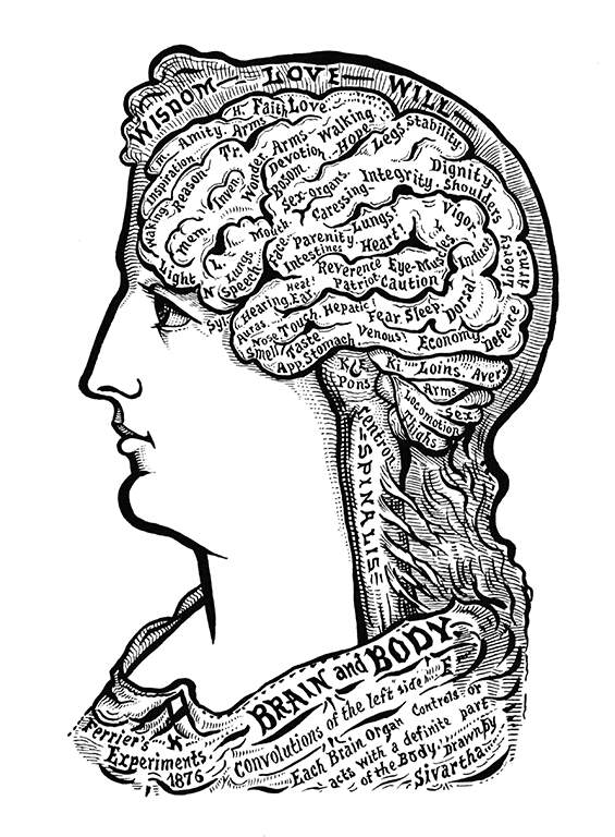 `Anatomical' plate showing a woman’s head seen from the side with the brain made visible and its folds labeled according to the areas they are supposed to control.